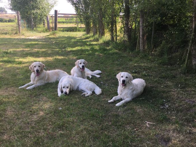 Fyra av våra fina flickor
Luna, Leia, Ella och Saga